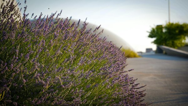 J'ai trouvé une seule punaise de lit : que faire maintenant ?